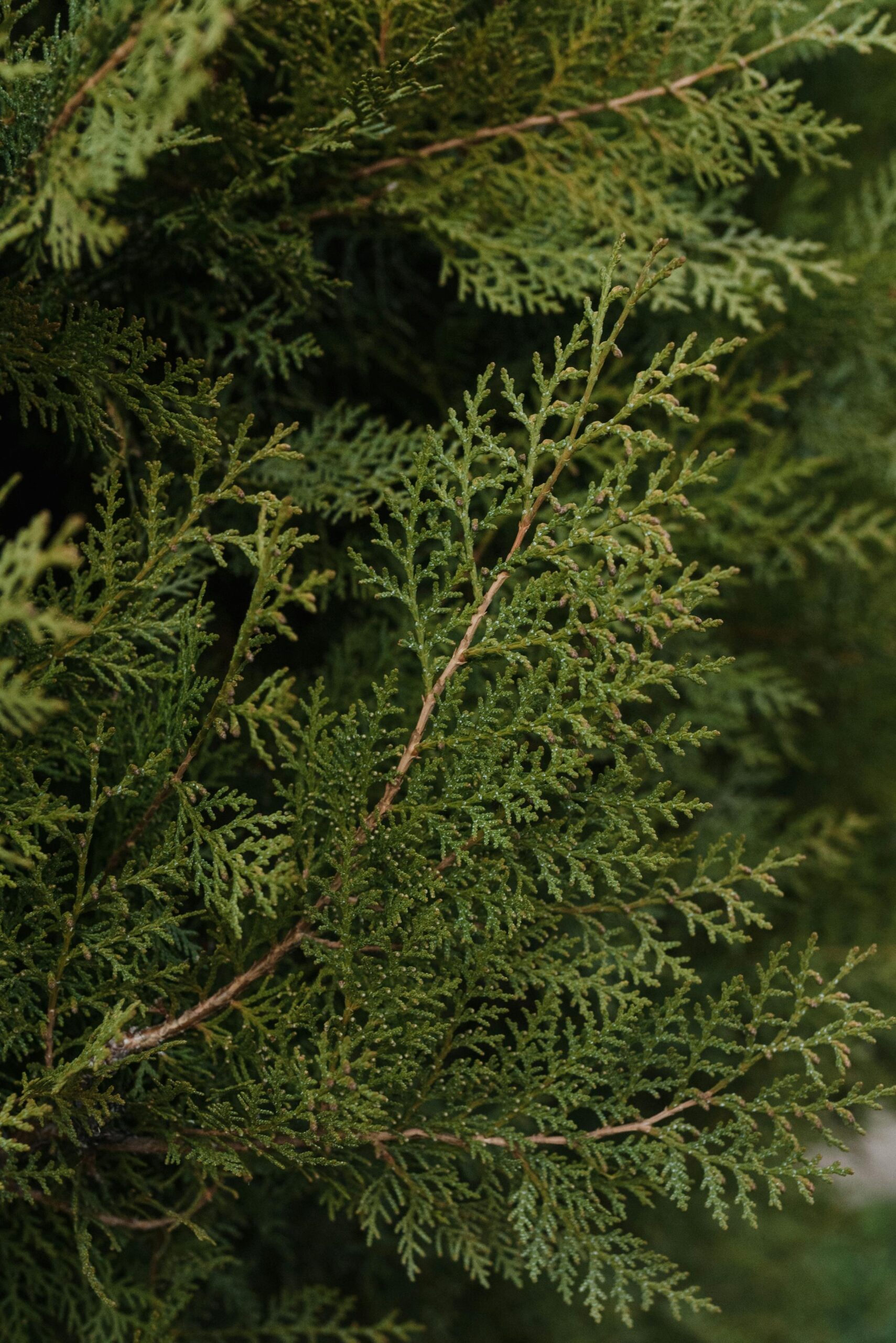 Thuja planten
